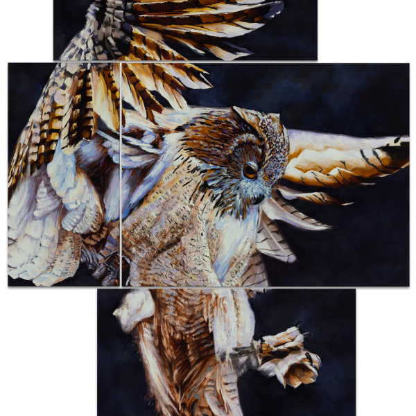 Owl © Dean Miller