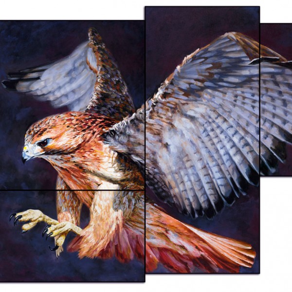 Hawk © Dean Miller